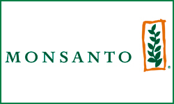 Насіння кукурудзи Monsanto